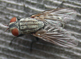 Stomoxys calcitrans Stomoxys calcitrans